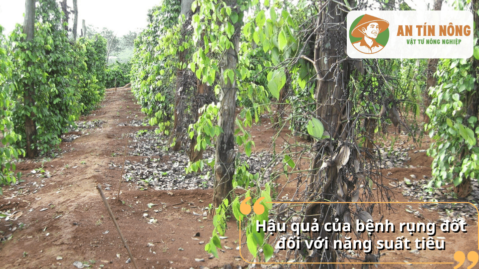 Vườn hồ tiêu bị suy giảm sinh trưởng do bệnh rụng đốt gây rụng lá, giảm năng suất và chất lượng hạt tiêu.