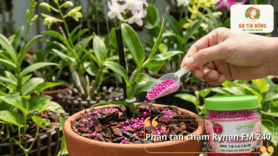 Phân tan chậm Rynan FM 240 NPK 14-14-14+TE hỗ trợ lan phát triển đồng đều và ra hoa ổn định.