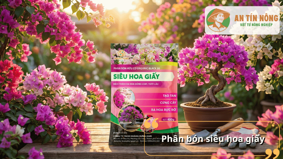 Phân bón siêu hoa giấy hữu cơ hỗ trợ cây ra hoa rực rỡ và bền màu.