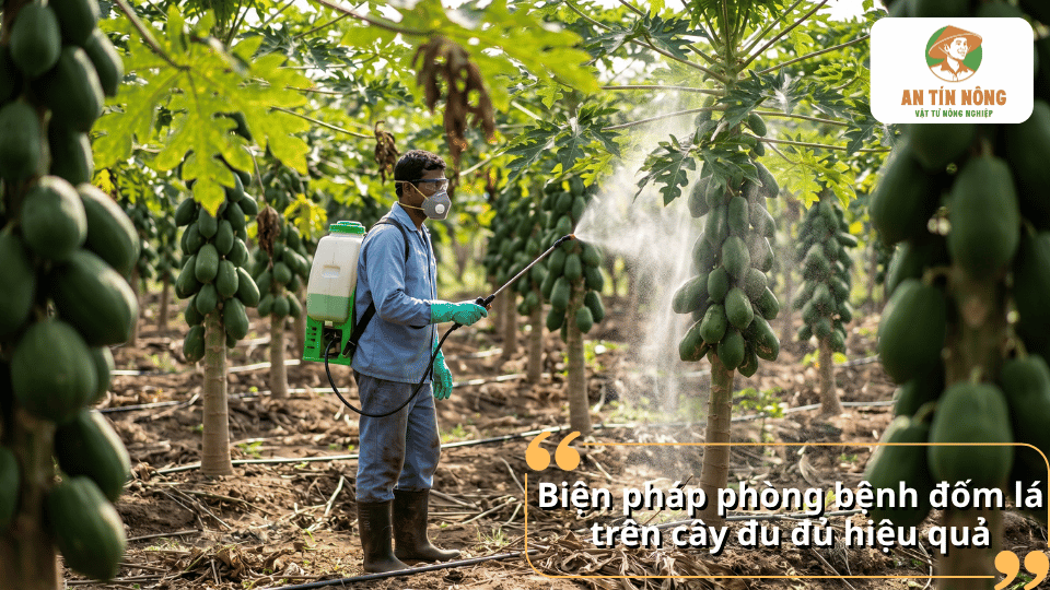 Phun thuốc bảo vệ thực vật đúng kỹ thuật giúp phòng ngừa và hạn chế bệnh đốm lá trên cây đu đủ hiệu quả.