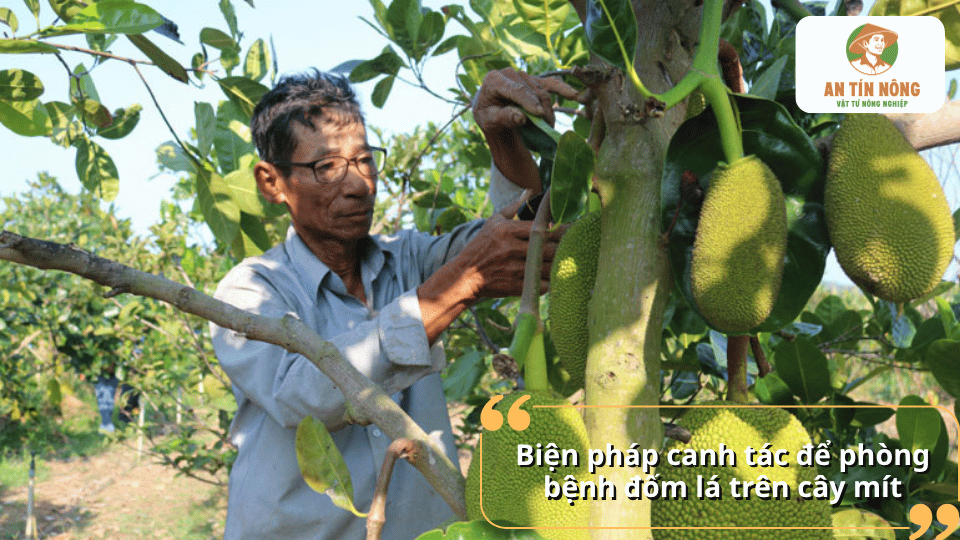 Tỉa cành, tạo độ thông thoáng và chăm sóc đúng kỹ thuật giúp phòng ngừa bệnh đốm lá trên cây mít hiệu quả.