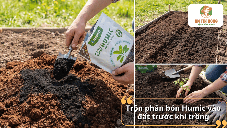 Hướng dẫn trộn phân Humic vào đất hoặc giá thể trước khi trồng để cải tạo đất và tăng dinh dưỡng.