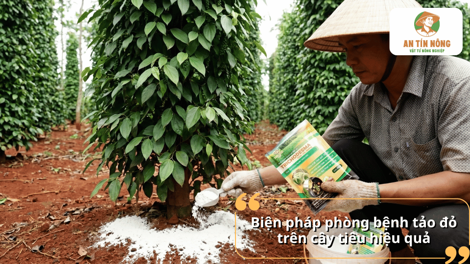 Bón chế phẩm sinh học và cải tạo đất giúp tăng sức đề kháng, hạn chế bệnh tảo đỏ trên cây hồ tiêu.