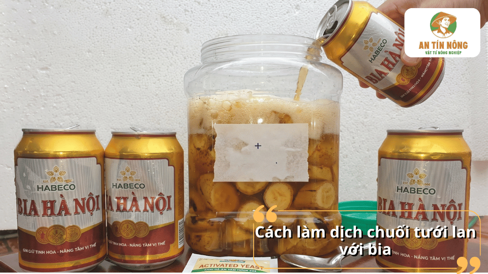 Ủ dịch chuối với bia giúp tăng tốc độ lên men và tạo nguồn dinh dưỡng hữu cơ cho lan.