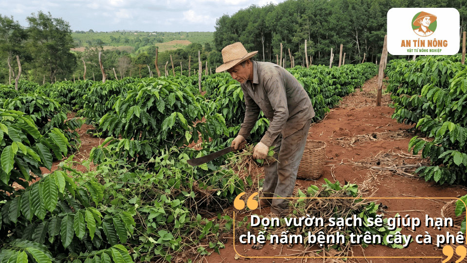 Vệ sinh vườn cà phê, phát quang cỏ dại giúp giảm độ ẩm và hạn chế sự phát triển của bệnh tảo đỏ.