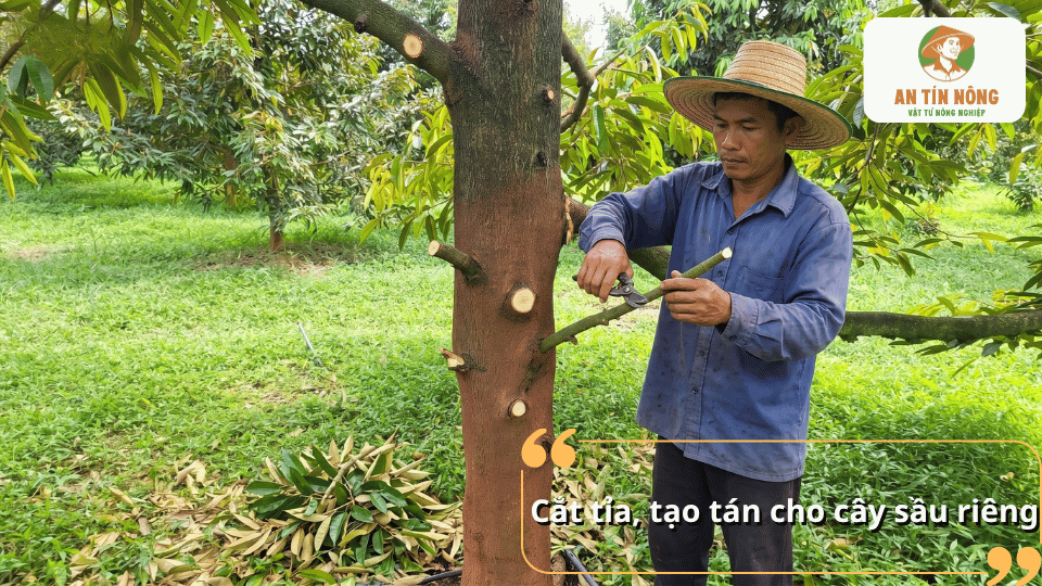 Cắt tỉa cành tạo tán thông thoáng giúp hạn chế bệnh tảo đỏ trên cây sầu riêng.