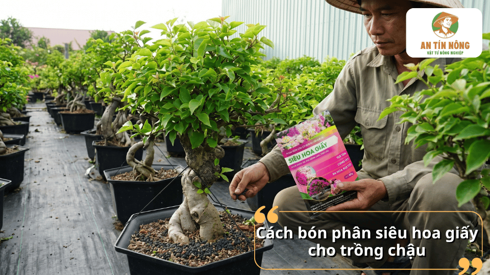 Hướng dẫn bón phân siêu hoa giấy cho cây trồng chậu giúp cây phát triển cân đối và nở hoa bền đẹp.