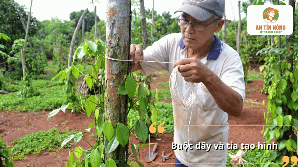 Buộc dây và tỉa tạo hình cho cây hồ tiêu giúp thân leo bám trụ tốt và phát triển cân đối.