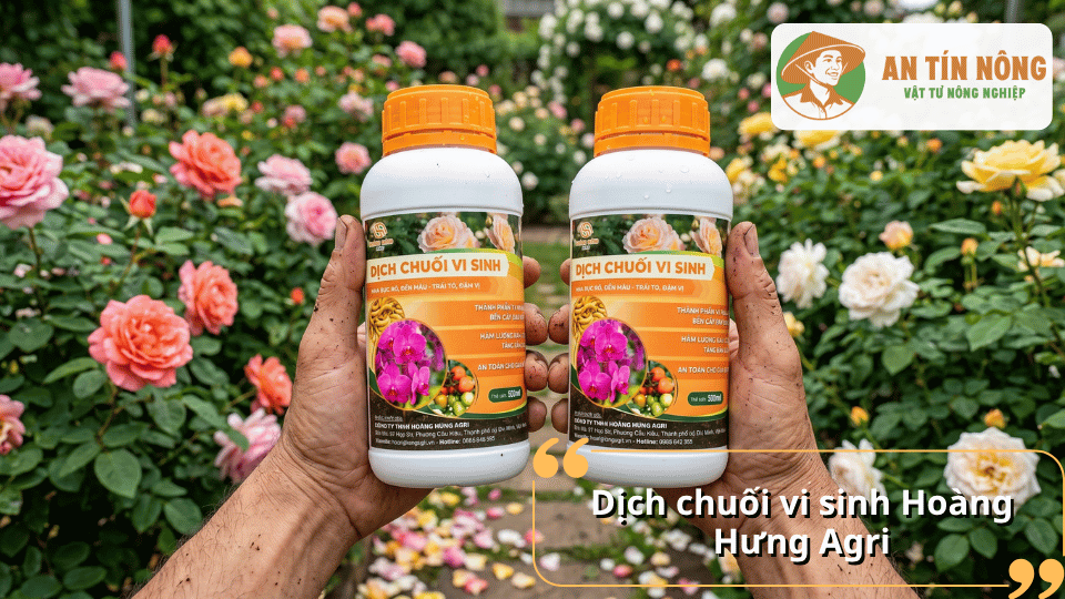 Dịch chuối vi sinh Hoàng Hưng Agri giàu kali hữu cơ giúp hoa hồng phát triển khỏe mạnh và cho nhiều nụ hoa.