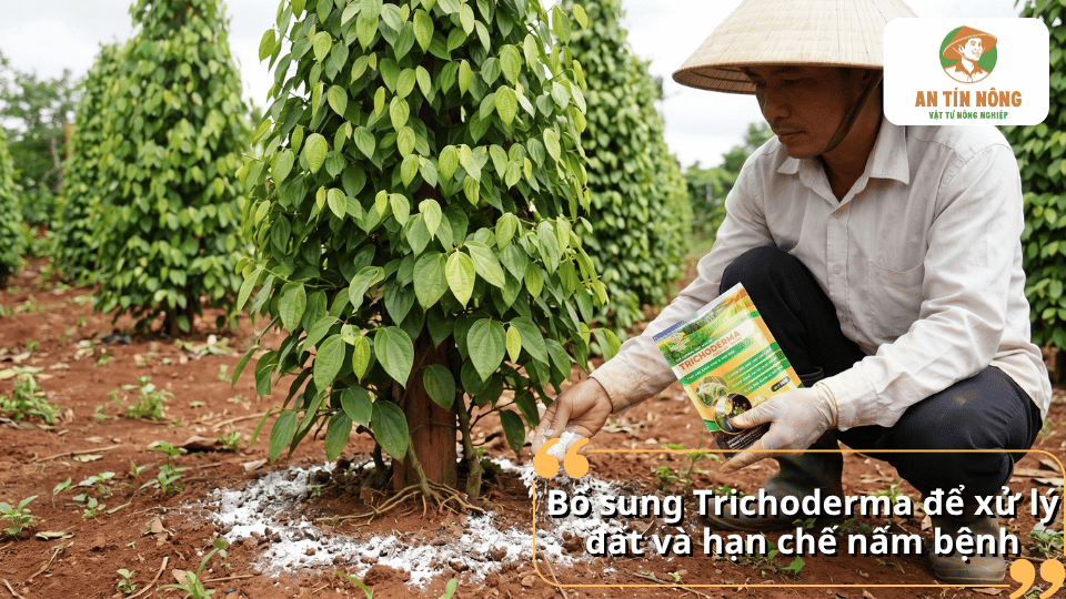 Bổ sung Trichoderma cho cây hồ tiêu giúp cải tạo đất, tăng vi sinh vật có lợi và hạn chế nấm bệnh gây hại vùng rễ.