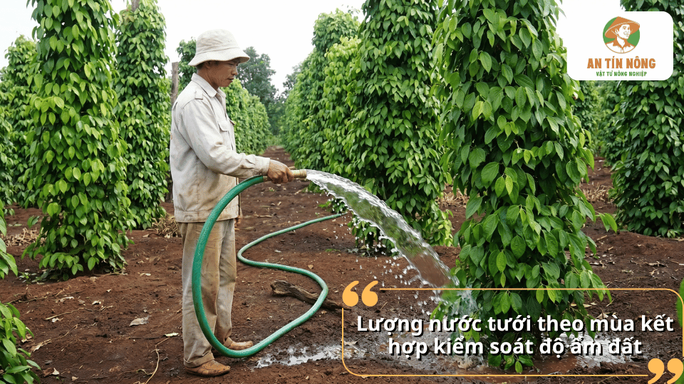 Điều chỉnh lượng nước tưới cho cây hồ tiêu theo mùa và theo độ ẩm đất giúp cây phát triển ổn định, hạn chế úng và khô hạn.