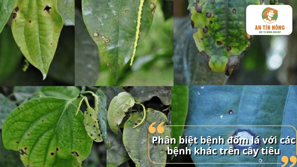 Cách phân biệt bệnh đốm lá trên cây tiêu với các bệnh khác dựa vào hình dạng vết bệnh, màu sắc và mức độ lan rộng trên lá.