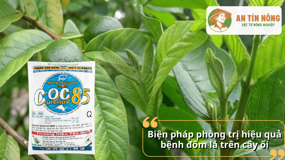 Biện pháp phòng trị bệnh đốm lá trên cây ổi hiệu quả bao gồm vệ sinh vườn, cắt tỉa cành lá bệnh và sử dụng thuốc bảo vệ thực vật