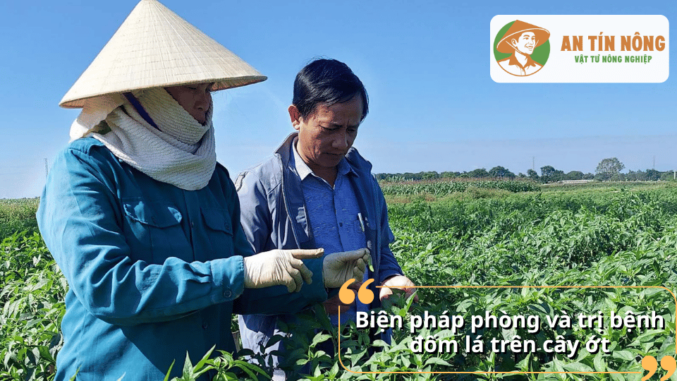 Nông dân kiểm tra ruộng ớt để phát hiện sớm bệnh đốm lá