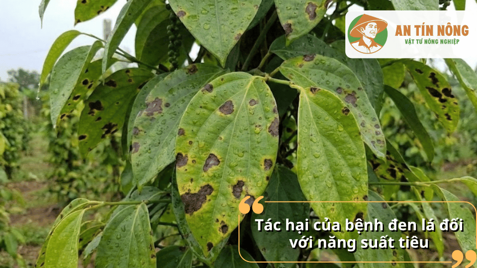 Lá hồ tiêu bị nhiều đốm đen sau mưa, làm giảm khả năng quang hợp và năng suất cây trồng.