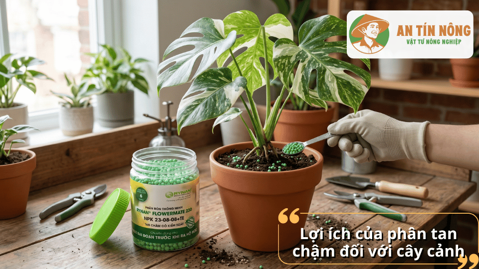 Sử dụng phân tan chậm cho cây Monstera trong nhà giúp duy trì dinh dưỡng và lá xanh quanh năm.