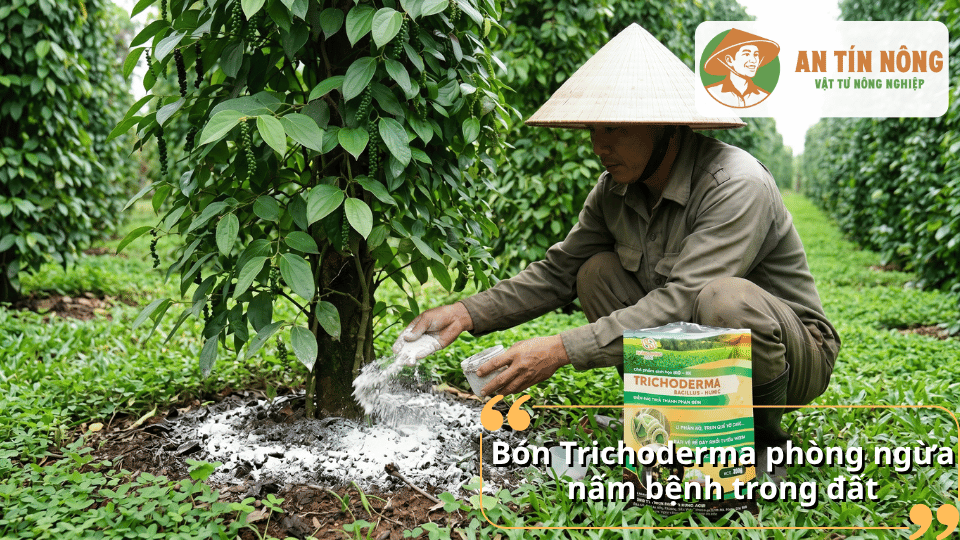 Bón chế phẩm Trichoderma quanh gốc hồ tiêu giúp phòng ngừa nấm bệnh trong đất và bảo vệ bộ rễ.