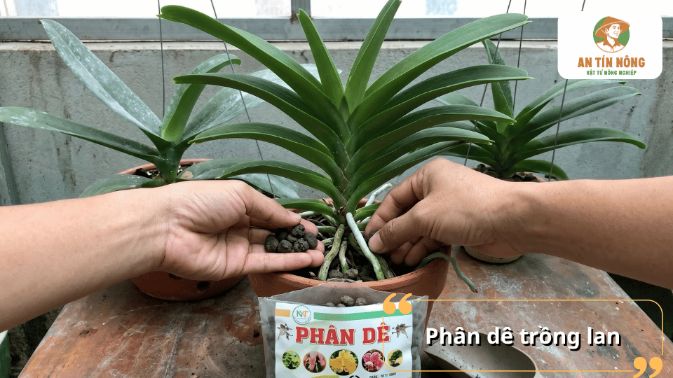 Phân dê viên nén trồng lan giúp bổ sung chất hữu cơ, kích thích rễ khỏe và tăng sức sống cho cây lan.