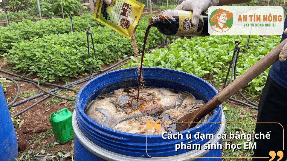 Cách ủ đạm cá bằng chế phẩm sinh học EM giúp giảm mùi hôi và thúc đẩy quá trình phân hủy.