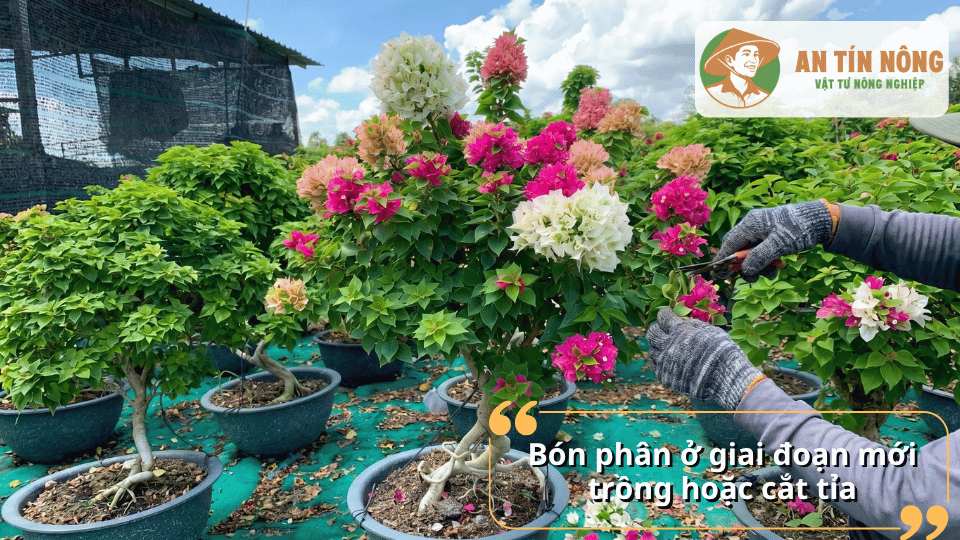 Bón phân cho hoa giấy sau cắt tỉa giúp cây nhanh phục hồi và phát triển.