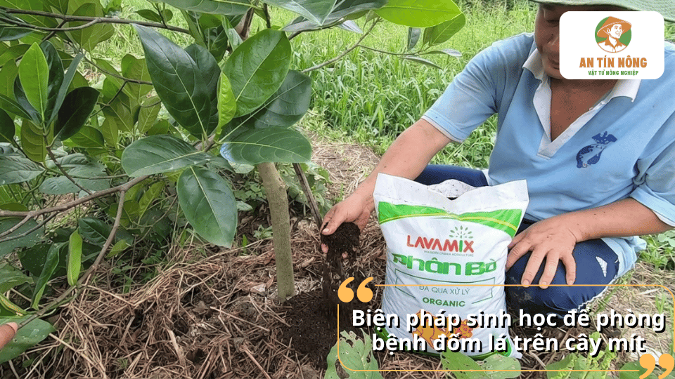 Sử dụng phân bón hữu cơ và chế phẩm sinh học giúp tăng sức đề kháng cho cây mít, hạn chế bệnh đốm lá.