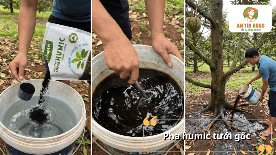 Pha phân Humic với nước để tưới gốc giúp cây hấp thu dinh dưỡng hiệu quả và phát triển bộ rễ khỏe mạnh.