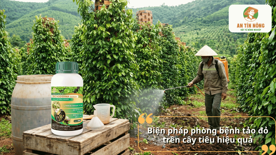 Phun chế phẩm sinh học phòng bệnh tảo đỏ giúp bảo vệ lá, thân và duy trì sinh trưởng khỏe mạnh cho cây hồ tiêu.