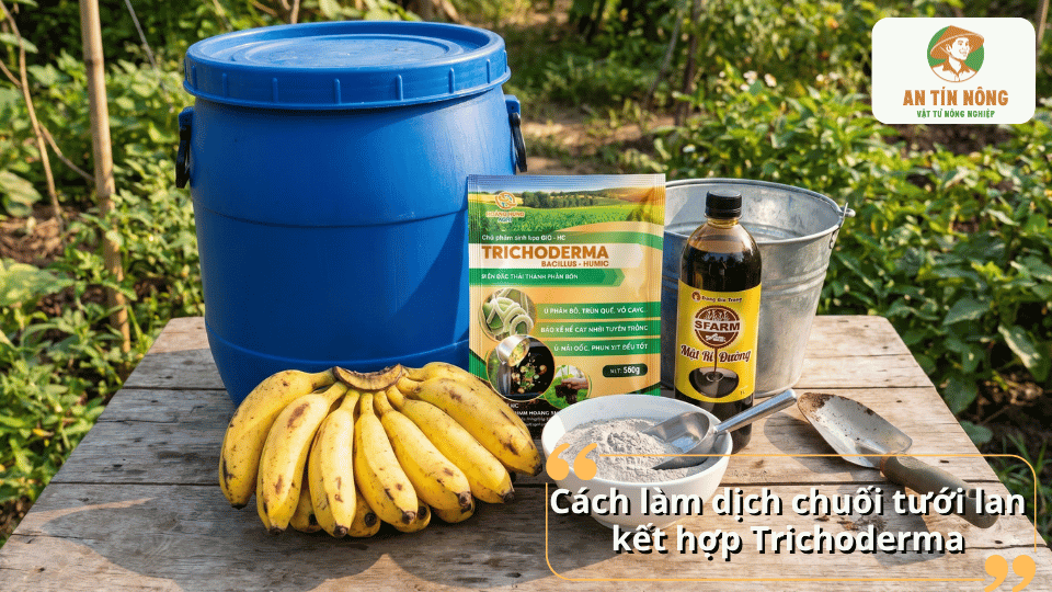 Chuẩn bị nguyên liệu làm dịch chuối tưới lan kết hợp Trichoderma giúp tăng hiệu quả lên men sinh học.