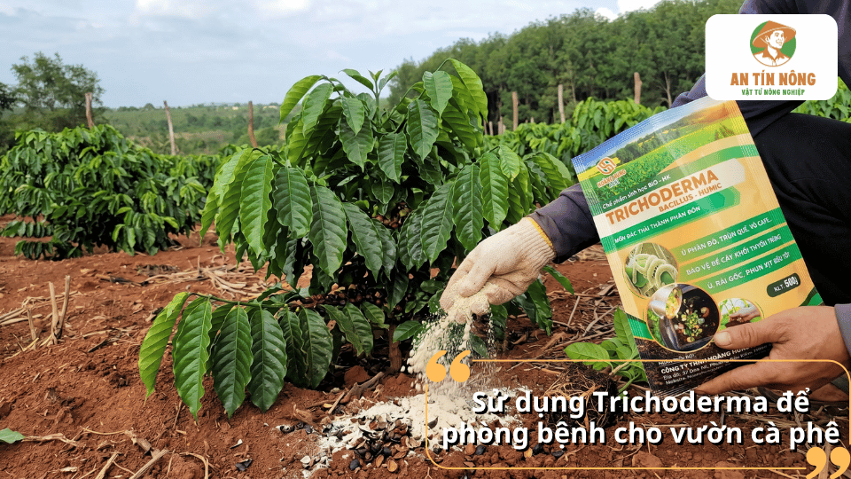 Bón chế phẩm Trichoderma giúp cải tạo đất, tăng hệ vi sinh có lợi và hỗ trợ phòng bệnh trên cây cà phê.