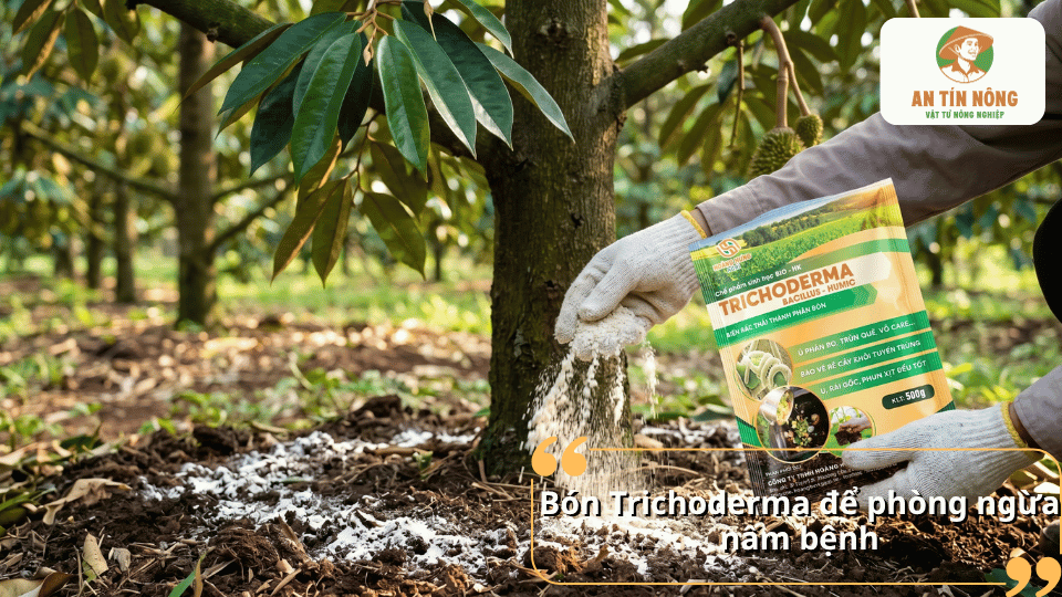 Bón chế phẩm Trichoderma giúp phòng ngừa nấm bệnh và tảo đỏ cho vườn sầu riêng.