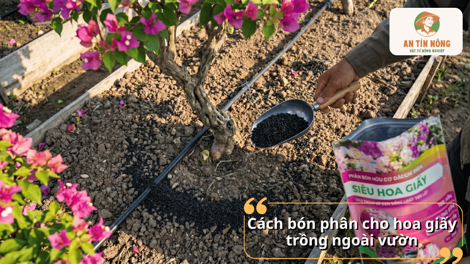 Cách bón phân cho hoa giấy trồng ngoài vườn giúp cây sinh trưởng tốt và duy trì hoa liên tục.