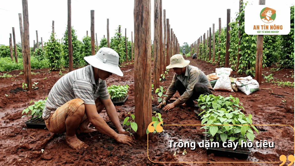 Trồng dặm cây hồ tiêu giúp đồng đều mật độ vườn tiêu và nâng cao hiệu quả canh tác.