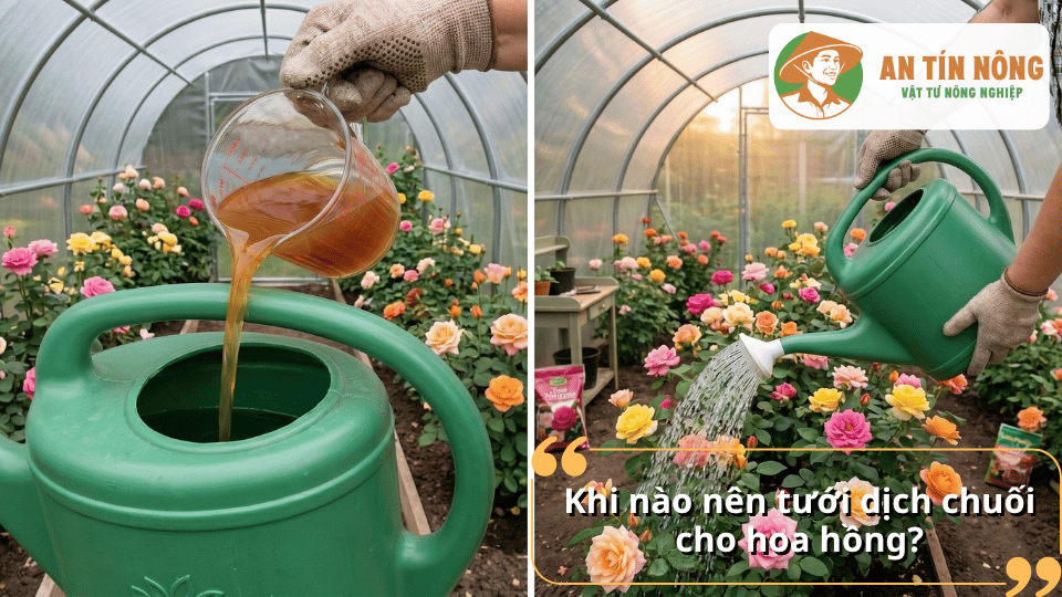 Thời điểm tưới dịch chuối cho hoa hồng hiệu quả giúp cây hấp thu dinh dưỡng tối ưu và hạn chế lãng phí.