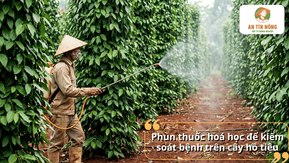 Phun thuốc bảo vệ thực vật đúng kỹ thuật giúp kiểm soát bệnh trên cây hồ tiêu, bảo vệ năng suất và hạn chế thiệt hại.