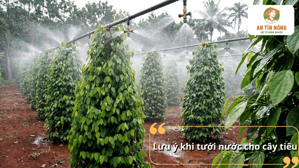 Những lưu ý quan trọng khi tưới nước cho cây hồ tiêu giúp tránh thối rễ, ngập úng và đảm bảo cây sinh trưởng khỏe mạnh.