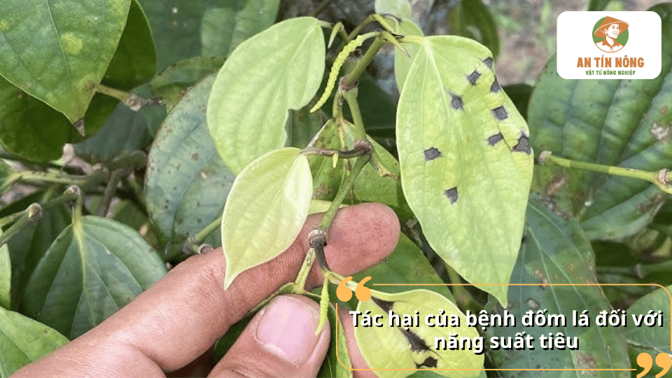 Bệnh đốm lá làm cây tiêu suy yếu, rụng lá, giảm quang hợp, ảnh hưởng đến khả năng ra hoa, đậu quả và năng suất thu hoạch.