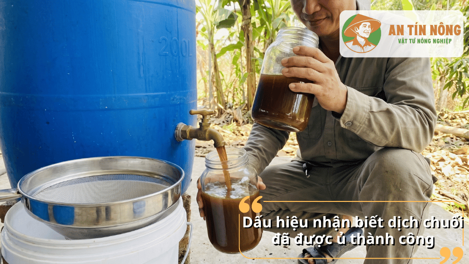 Dấu hiệu nhận biết dịch chuối ủ Trichoderma thành công và đạt chất lượng sử dụng