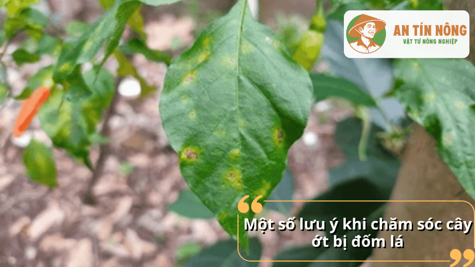 Những lưu ý quan trọng khi chăm sóc cây bị bệnh đốm lá