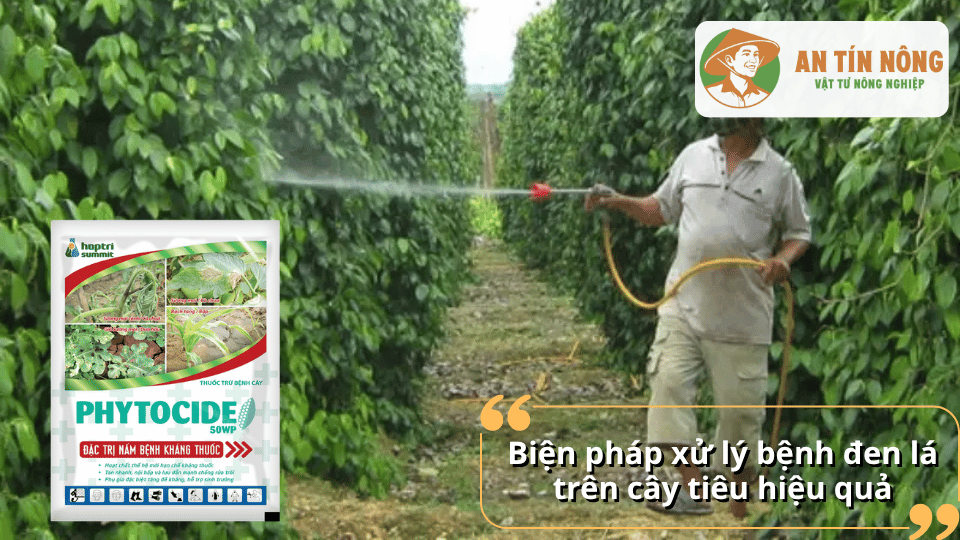 Nông dân phun thuốc phòng trừ nấm bệnh đen lá trên vườn hồ tiêu nhằm hạn chế lây lan.
