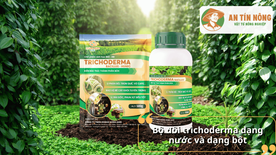 Chế phẩm Trichoderma dạng nước và dạng bột hỗ trợ kiểm soát nấm gây bệnh rụng đốt trên cây tiêu.