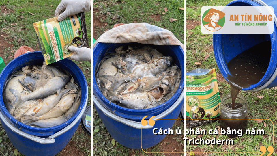 Hướng dẫn cách ủ phân cá bằng nấm Trichoderma giúp tăng vi sinh có lợi cho cây trồng.