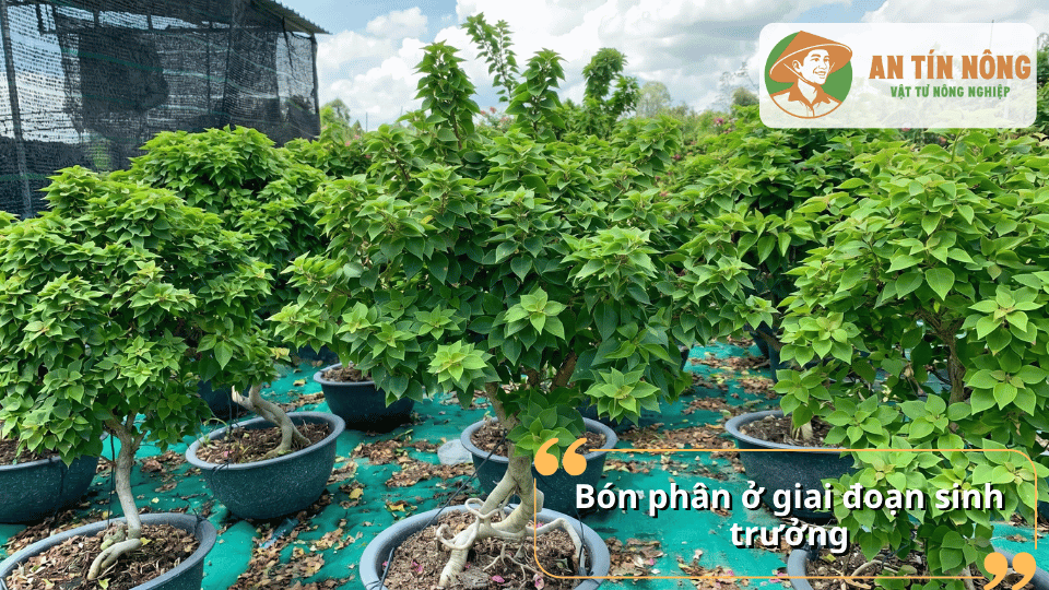 Hoa giấy xanh tốt ở giai đoạn sinh trưởng với tán lá phát triển khỏe mạnh.