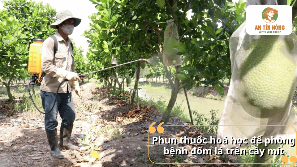 Phun thuốc bảo vệ thực vật đúng thời điểm để kiểm soát và ngăn ngừa bệnh đốm lá trên cây mít.