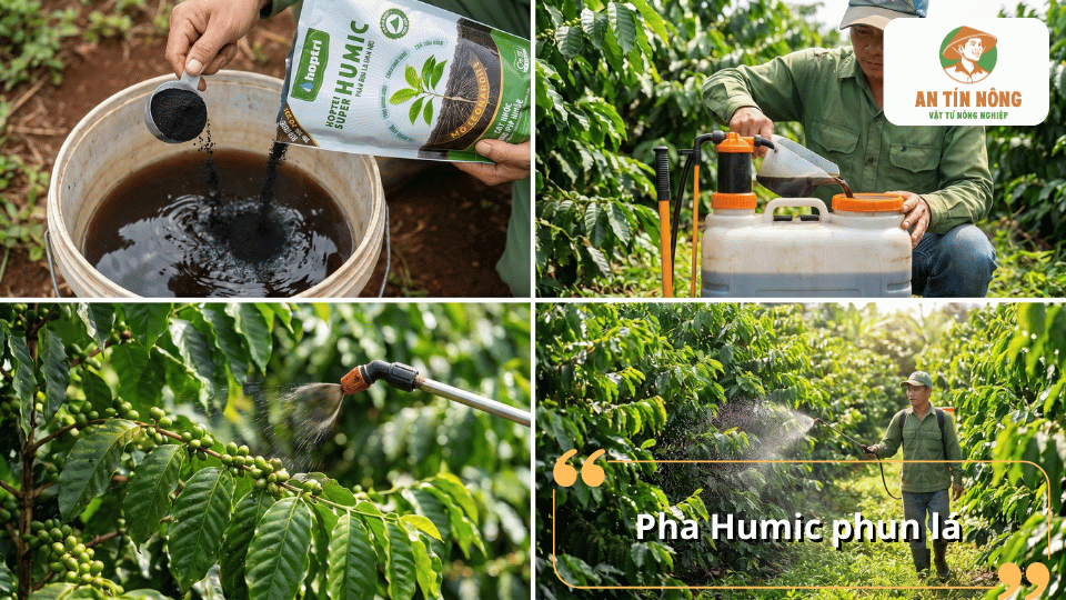 Pha Humic phun qua lá giúp cây xanh tốt, tăng khả năng quang hợp và phục hồi nhanh sau stress.