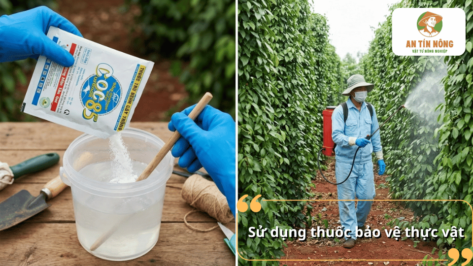 Pha và phun thuốc bảo vệ thực vật đúng kỹ thuật để kiểm soát bệnh tảo đỏ trên cây hồ tiêu hiệu quả.
