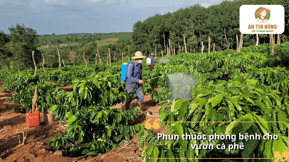 Phun thuốc bảo vệ thực vật đúng kỹ thuật giúp kiểm soát và ngăn ngừa bệnh tảo đỏ trên cây cà phê.