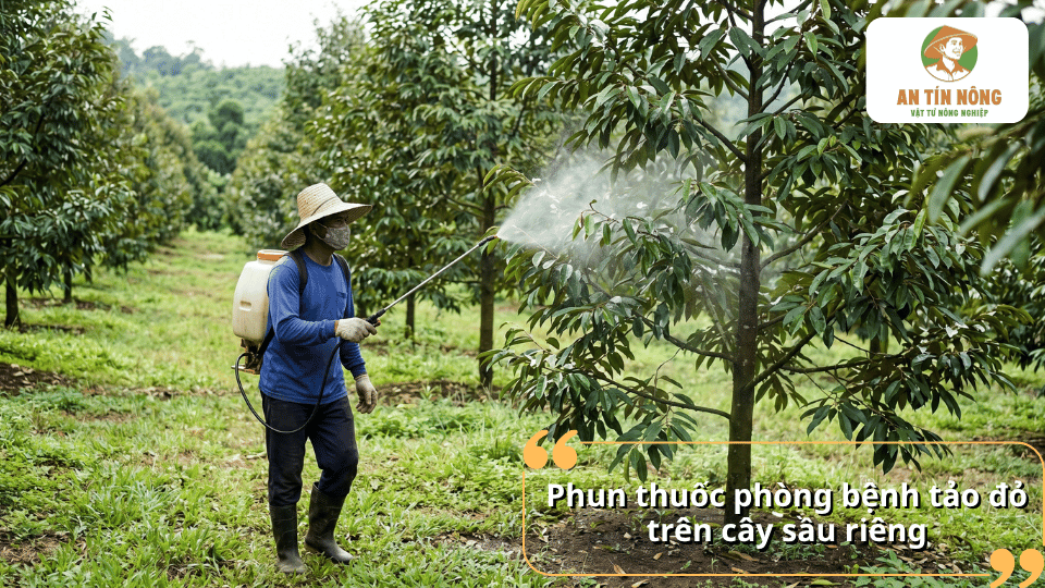 Phun thuốc bảo vệ thực vật để phòng bệnh tảo đỏ trên cây sầu riêng hiệu quả.