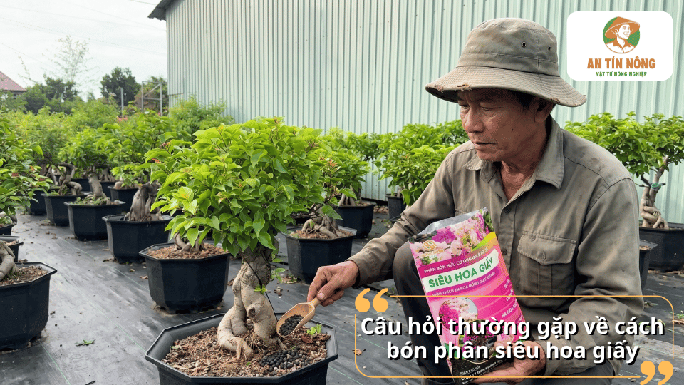 Giải đáp câu hỏi thường gặp về cách bón phân siêu hoa giấy để cây ra hoa dày và lâu tàn.