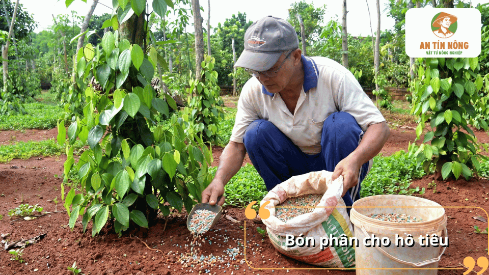 Bón phân cho hồ tiêu mới trồng đúng kỹ thuật giúp cây phát triển bộ rễ và tăng sức sinh trưởng.