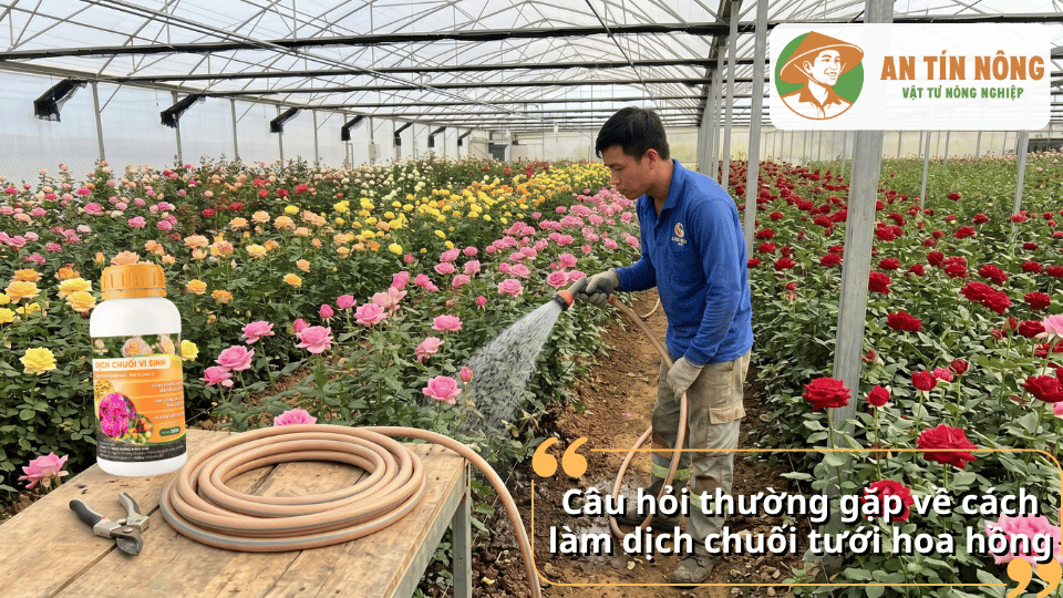 Giải đáp các câu hỏi thường gặp về cách làm dịch chuối tưới hoa hồng cho người mới bắt đầu làm vườn.